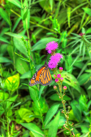 Monarch-Painted