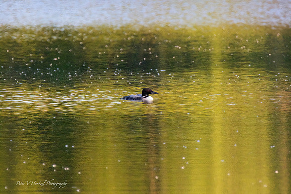 Loon  swimming peacefully thePond