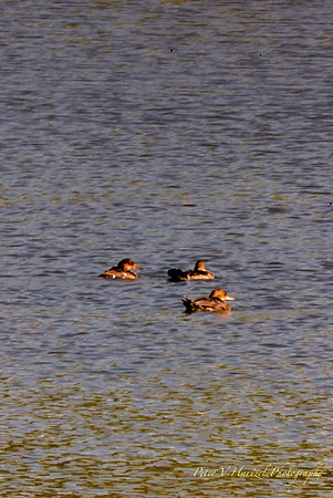 Pond Ducks