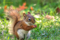 Wildlife / Scenery