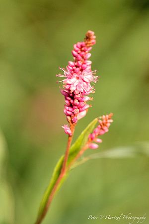 Pink prairie Flower w: warming filter_PVH