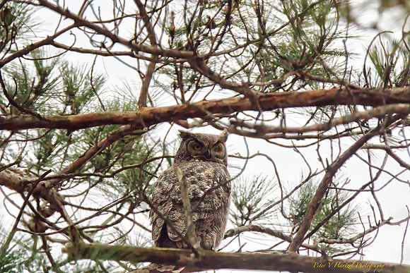 Great horned Owl-perched