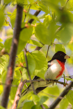 Ruby-breasted Grosebeak-Soft light-PVH