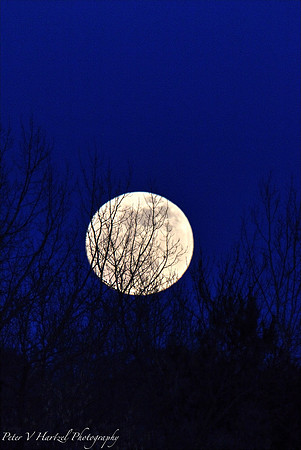 Super Moon though trees