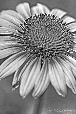 Black and White Cone  flower