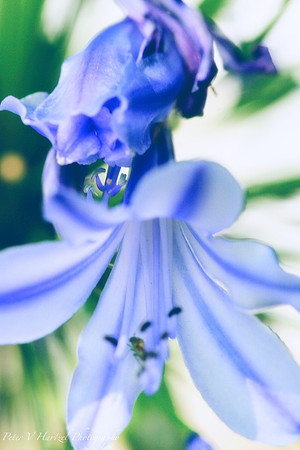 blue belle pastel