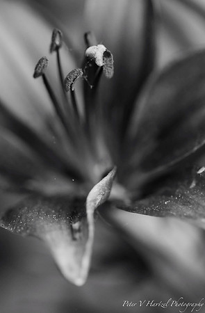 Lilly-Black and white