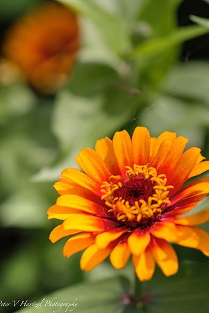 Orange puffy flower