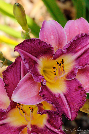 pinkish-purple lily in the rain