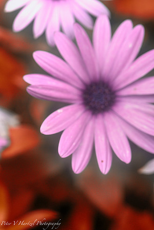 Purple flower in the sunshine