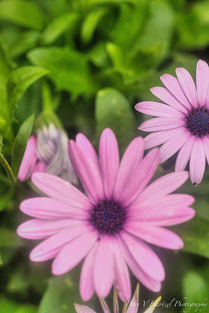 Purple flowers