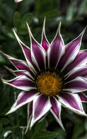 Purple starflower