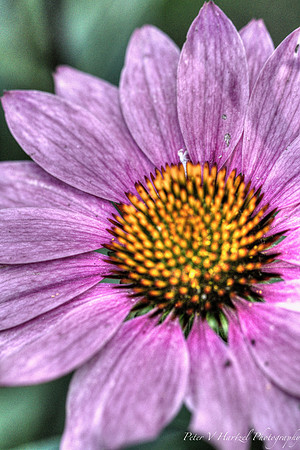 Farm Purple daisy