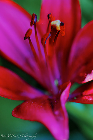 Red Lilly-soft light