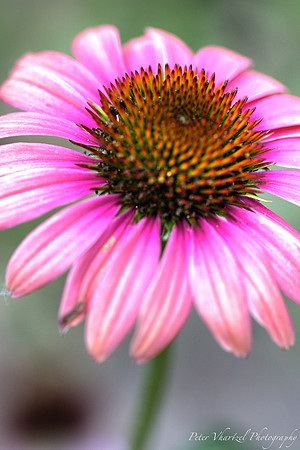 Pink cone flower