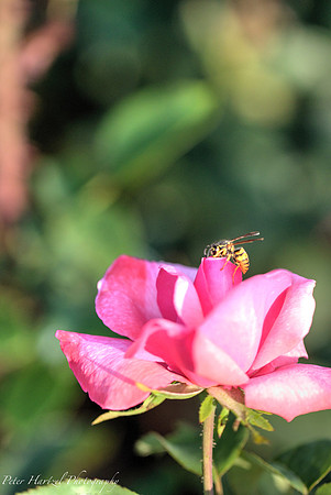 The wasp and the rose