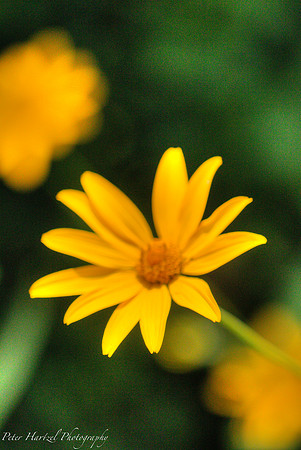 Yellow Daisy