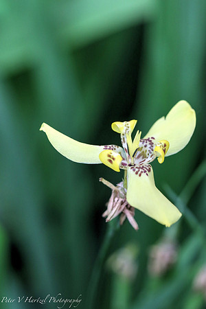 Yellow polka dot flower