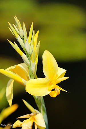 Yellow water Lilly