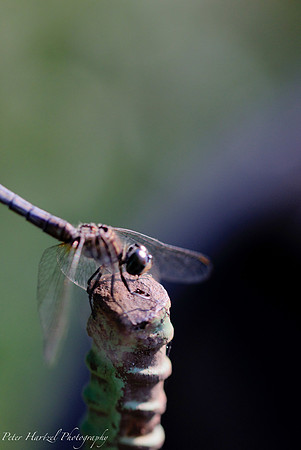 Dragonfly-Lake Calhoun