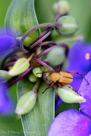 Its a little bug-