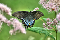 Black and blue winged butterfly