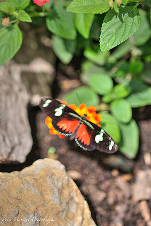 Orange Butterfly on the rocks