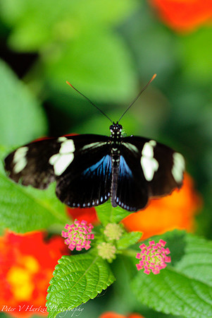 Blue butterfly on pink flower