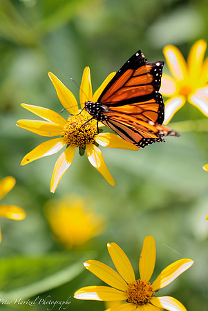 Monarch butterfly on a bunch of daisies