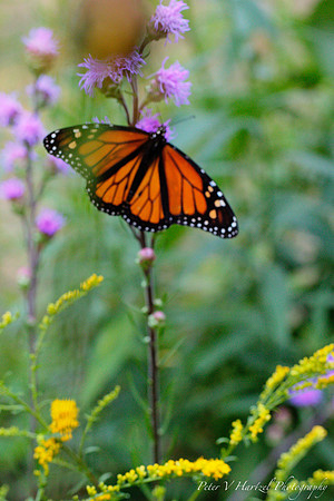Monarch in the garden