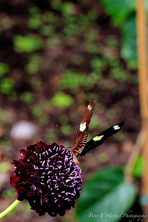 orange and black butterfly tonemapped