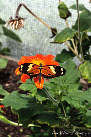 orange butterfly wings open