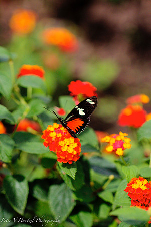 Black and orange butterfly Como zoo