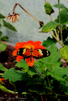 butterfly on orange flower