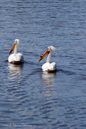 Pelicans in Hudson