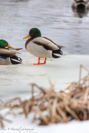 the mighty ducks