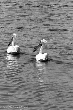 Pelicans-Black and white