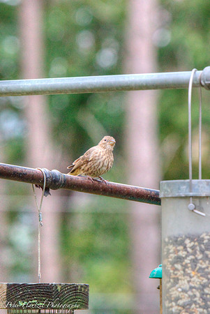 Brown-sandy bird