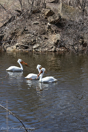 Three pelcians swimming
