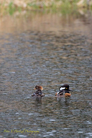 Hooded Mergansers in the pond