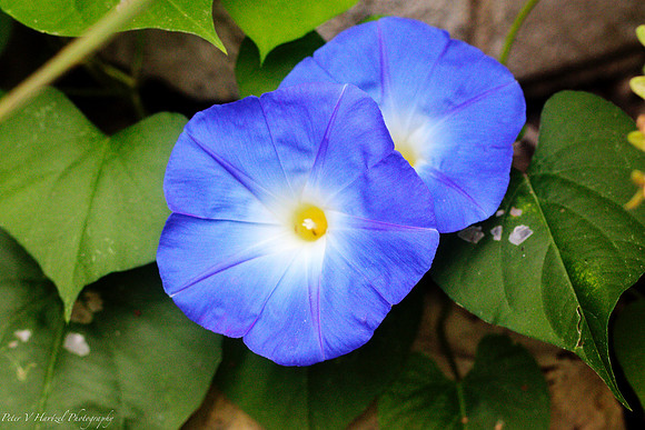 Morning Glory