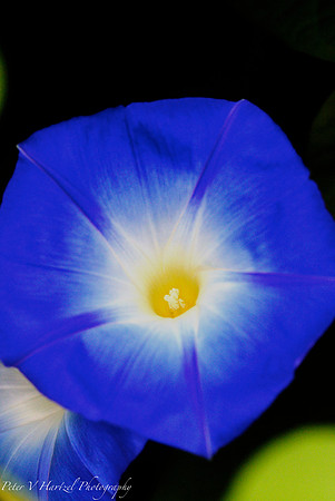 Morning Glory with its glow