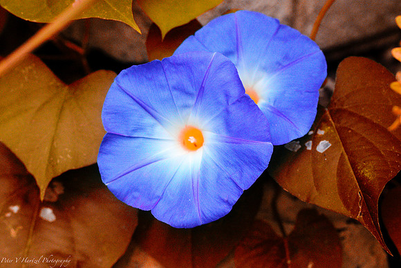 Morning Glory-Indian Sumer