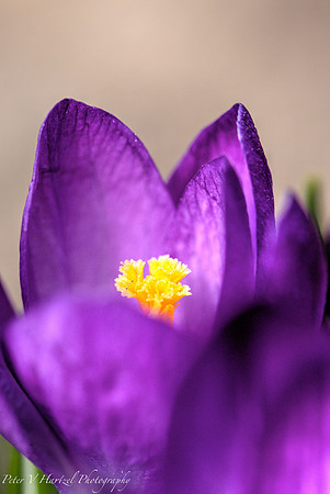 Purple Crocus soft light