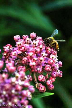 summertime Bee