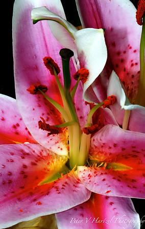 Pink Lilly