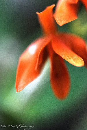 orange glaring flower