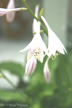 White Drops