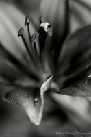 Lilly-Black and white