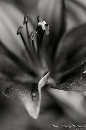 Lilly-Black and white